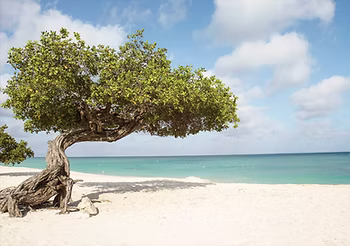 Divi Aruba All-Inclusive 